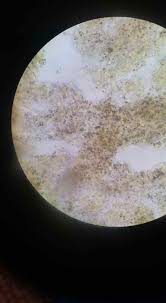 Attēlu rezultāti vaicājumam “Lindbladia tubulina spores”