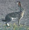 Black-tailed Jackrabbit - Lepus californicus