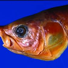 Image result for Coregonus oxyrinchus