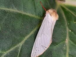 Attēlu rezultāti vaicājumam “Hepialus humuli male”