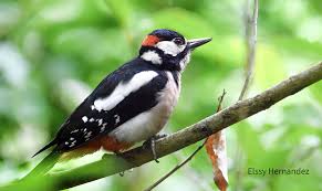 Attēlu rezultāti vaicājumam “Dendrocopos medius adult”