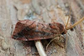 Attēlu rezultāti vaicājumam “Cosmia pyralina”