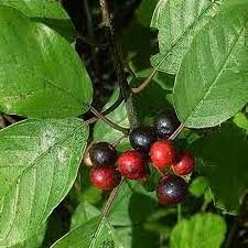 Attēlu rezultāti vaicājumam “Frangula alnus”