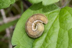 Attēlu rezultāti vaicājumam “Agrochola litura imago”