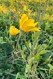 Image result for Dimorphotheca sinuata