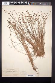 Attēlu rezultāti vaicājumam “Juncus compressus”