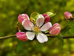 Attēlu rezultāti vaicājumam “Eudemis porphyrana”