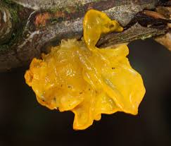 Attēlu rezultāti vaicājumam “Tremella mesenterica”