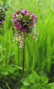 Attēlu rezultāti vaicājumam “Poterium sanguisorba flower”