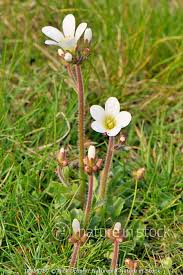 Attēlu rezultāti vaicājumam “Saxifraga granulata flower”