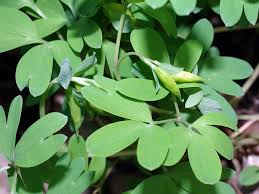 Attēlu rezultāti vaicājumam “Corydalis intermedia fruit”