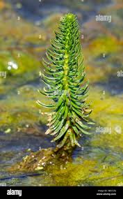 Attēlu rezultāti vaicājumam “Hippuridaceae”