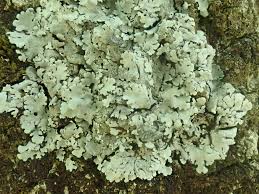 Attēlu rezultāti vaicājumam “Parmelina tiliacea”