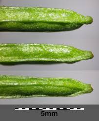 Attēlu rezultāti vaicājumam “Erysimum cheiranthoides fruit”