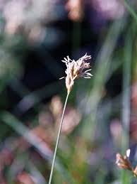 Attēlu rezultāti vaicājumam “Carex panicea flower”