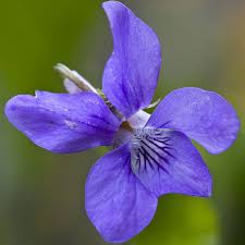 Attēlu rezultāti vaicājumam “Viola riviniana flower”