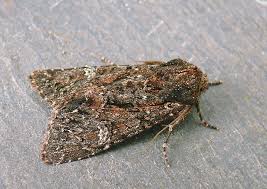 Attēlu rezultāti vaicājumam “Mamestra brassicae”