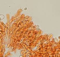 Attēlu rezultāti vaicājumam “Radulomyces confluens”