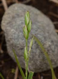 Attēlu rezultāti vaicājumam “Danthonia decumbens fruit”
