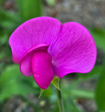 Attēlu rezultāti vaicājumam “Lathyrus latifolius flower”