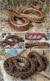 Attēlu rezultāti vaicājumam “Natrix natrix”