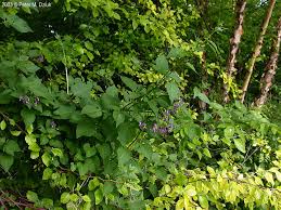 Attēlu rezultāti vaicājumam “Solanum dulcamara leaf”