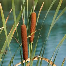 Attēlu rezultāti vaicājumam “Typha latifolia leaf”