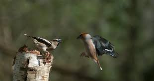 Attēlu rezultāti vaicājumam “Coccothraustes coccothraustes adult”