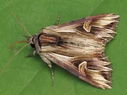 Attēlu rezultāti vaicājumam “Actinotia polyodon”