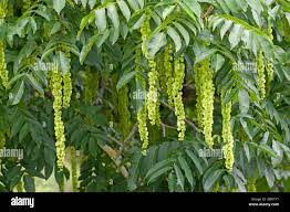 Attēlu rezultāti vaicājumam “Pterocarya fraxinifolia”