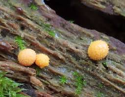 Attēlu rezultāti vaicājumam “Lycogala ustulatum macro”