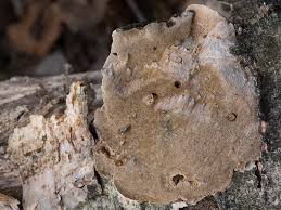 Attēlu rezultāti vaicājumam “Phellinus laevigatus”