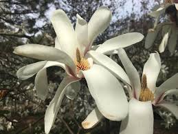 Attēlu rezultāti vaicājumam “Magnolia cylindrica”