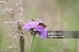 Attēlu rezultāti vaicājumam “Adela cuprella”