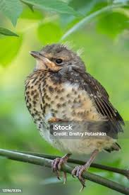 Attēlu rezultāti vaicājumam “Turdus pilaris juvenile”