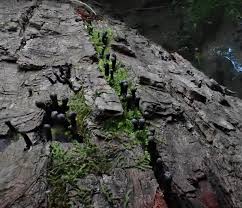 Attēlu rezultāti vaicājumam “Holwaya mucida”