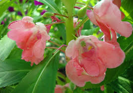 Image result for Impatiens balsamina