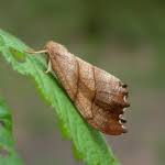 Attēlu rezultāti vaicājumam “Falcaria lacertinaria”