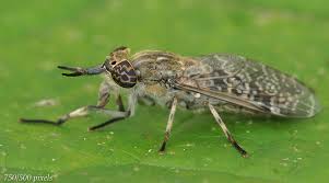 Attēlu rezultāti vaicājumam “Haematopota sp.”