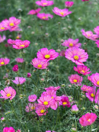 Image result for Cosmos bipinnatus