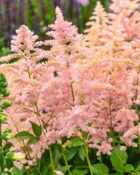 Attēlu rezultāti vaicājumam “Thalictrum aquilegifolium flower”