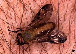 Attēlu rezultāti vaicājumam “Tabanidae”