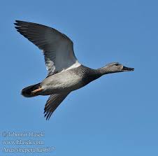 Attēlu rezultāti vaicājumam “Anas strepera”