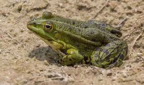 Attēlu rezultāti vaicājumam “Ranidae”