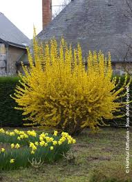 Attēlu rezultāti vaicājumam “Forsythia intermedia”