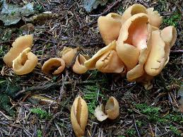 Attēlu rezultāti vaicājumam “Otidea onotica”