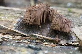 Attēlu rezultāti vaicājumam “Stemonitis fusca var. nigrescens”