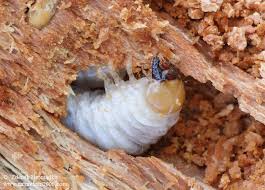 Attēlu rezultāti vaicājumam “Ceruchus chrysomelinus”