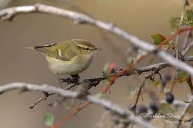 Image result for Phylloscopus humei