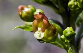 Attēlu rezultāti vaicājumam “Scrophularia umbrosa flower”